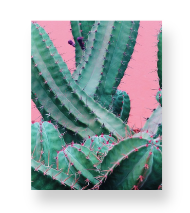 Cactus on Pink Notebook