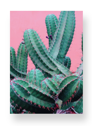 Cactus on Pink Notebook