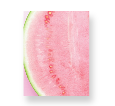 Watermelon on Light Pink Notebook